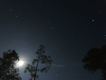 Low angle view of silhouette trees against sky at night