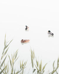High-key of ducks on lake