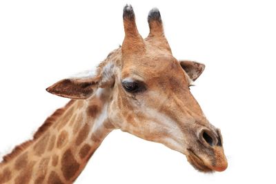 Close-up of horse against white background