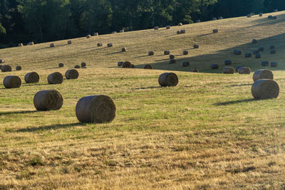 Hay bales on field