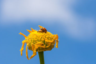 Close-up of bee pollinating flower