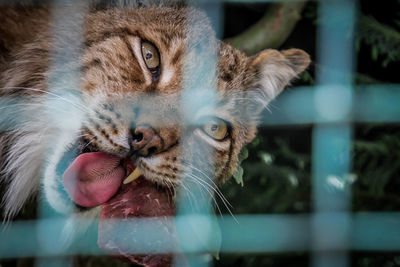 Close-up portrait of a cat