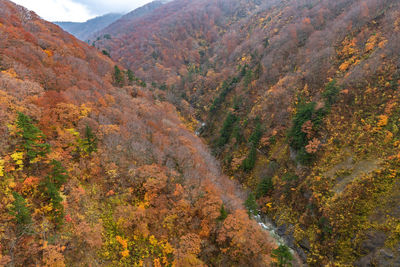 High angle view of trees on mountain during autumn