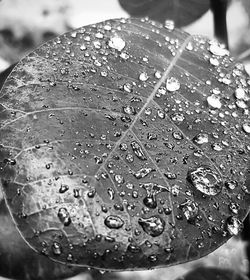 Close-up of raindrops on leaves