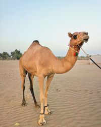 Camel in oman