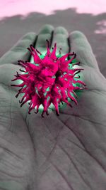 Close-up of hand holding pink flower