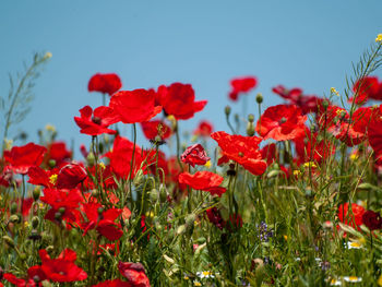 Close-up of red poppy flowers on field