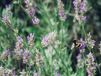 Close-up of bee on purple flowers