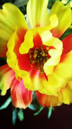 Close-up of yellow flower