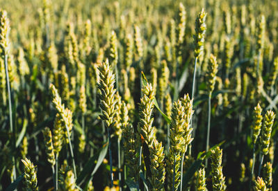 Close-up of wheat growing on field