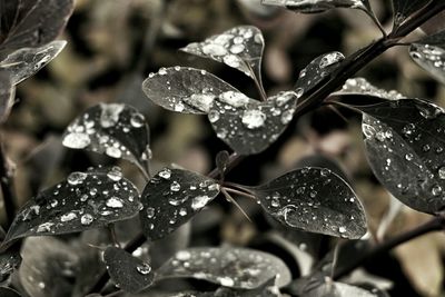 Close-up of water drops on leaf