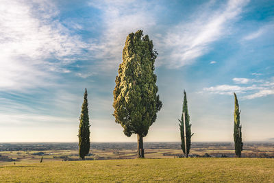 Trees on field against cloudy sky