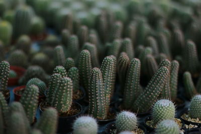 Close-up of succulent plant