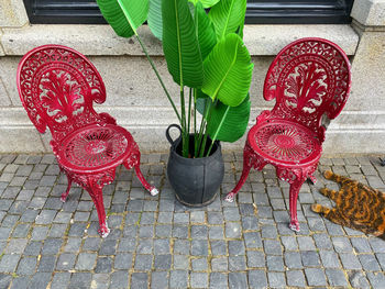 High angle view of potted plant on street