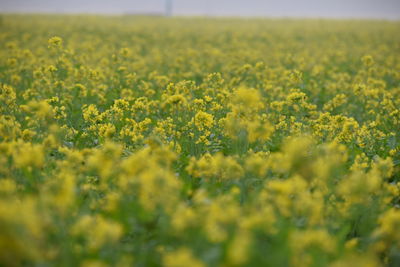 View of oilseed rape field