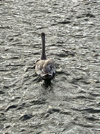 Swan swimming in lake