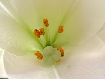 Close-up of flowering plant