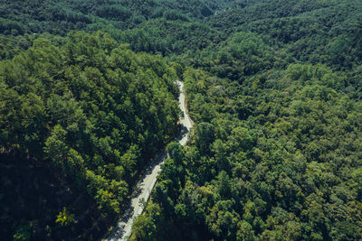 High angle view of trees in forest