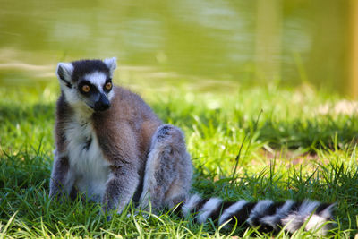 View of lemur sitting on field