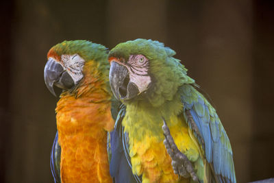 Close-up of parrot perching on branch