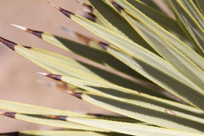 Close-up of lizard