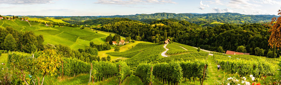 Scenic view of agricultural field against sky