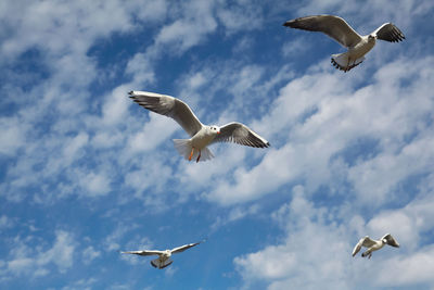 Low angle view of seagulls flying