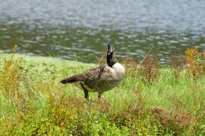 Mallard duck on lake