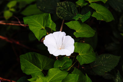 Close-up of white flowering plant