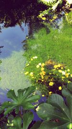 Close-up of plants against trees