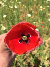 Close-up of hand holding red poppy