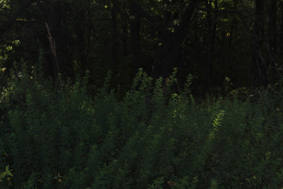 Plants and trees in forest