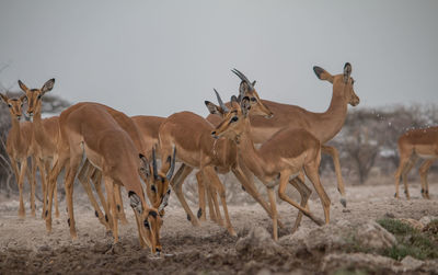 View of sheep on field
