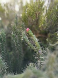 Close-up of plant