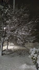 Trees on snow covered field