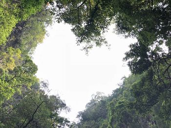 Low angle view of trees against sky