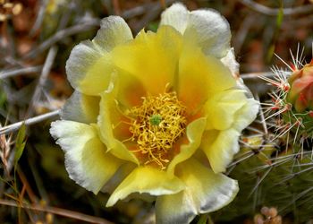 Close-up of yellow flower