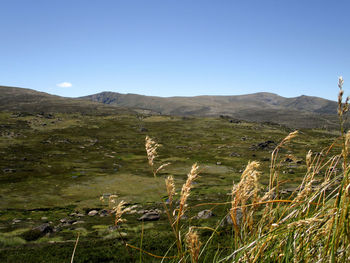 Scenic view of field against clear sky