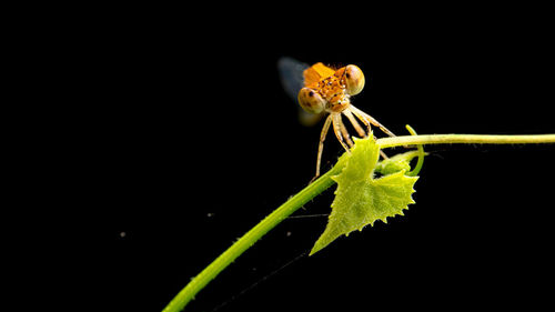 Close-up of insect on plant over black background