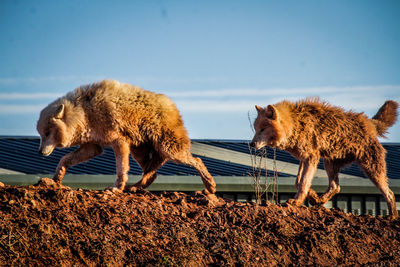 Sheep on ground against sky