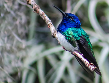 Close-up of bird perching on tree