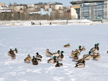 City ducks, flock of ducks on the ice of the lake