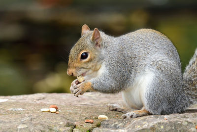 Close-up of a grey squirrel eating a nut 