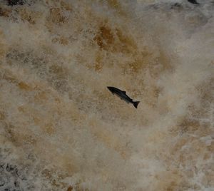 High angle view of bird flying