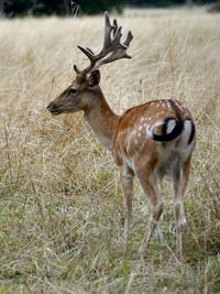 Deer standing on field