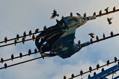 Low angle view of birds perching on metal against sky
