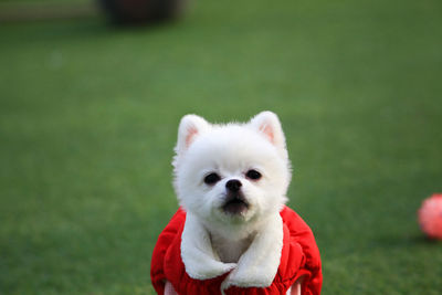 Portrait of white dog