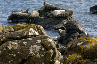 Rocks on sea shore