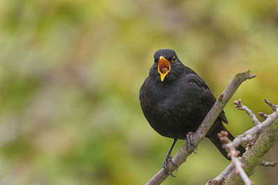 Close-up of bird perching on branch