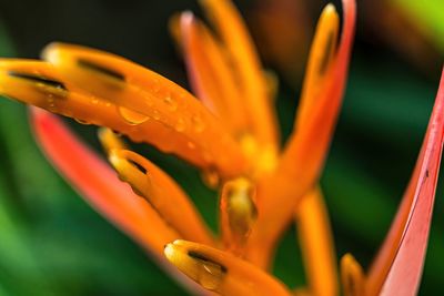 Close-up of orange flower